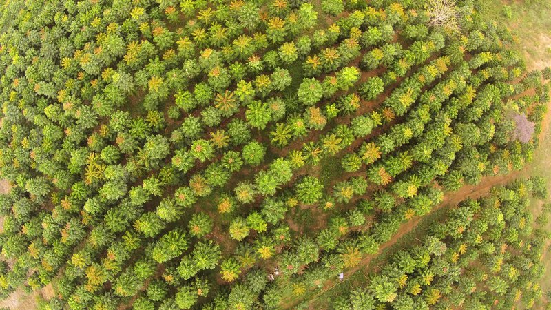 Waldlandschaft aus der Vogelperspektive